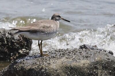 黄色い鳥 仮面を被った鳥、マスクトラップウィング ～シドニーの野鳥
