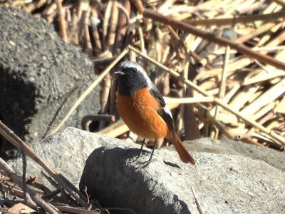 2026年1月14日の野鳥公園 : 東京港野鳥公園 レンジャーブログ