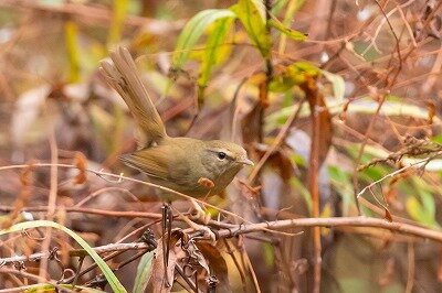 2022年11月30日の野鳥公園 : 東京港野鳥公園 レンジャーブログ