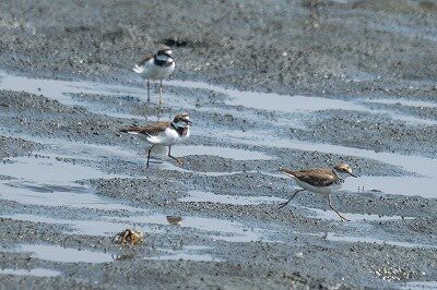 2026年7月23日の野鳥公園 : 東京港野鳥公園 レンジャーブログ