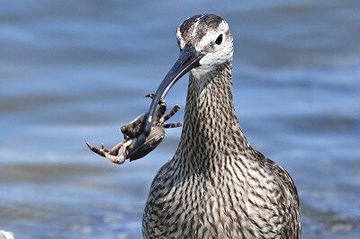2026年5月16日の野鳥公園 : 東京港野鳥公園 レンジャーブログ