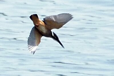 2025年8月6日の野鳥公園 : 東京港野鳥公園 レンジャーブログ