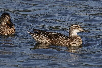 2025年8月29日の野鳥公園 : 東京港野鳥公園 レンジャーブログ