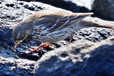 2026年2月22日の野鳥公園 : 東京港野鳥公園 レンジャーブログ