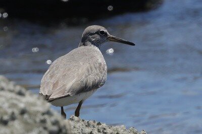 2026年5月30日の野鳥公園 : 東京港野鳥公園 レンジャーブログ