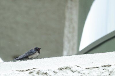 2026年4月4日の野鳥公園 : 東京港野鳥公園 レンジャーブログ