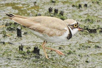 2026年7月5日の野鳥公園 : 東京港野鳥公園 レンジャーブログ