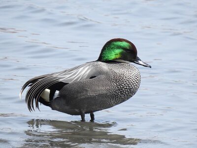 2024年3月31日の野鳥公園 : 東京港野鳥公園 レンジャーブログ