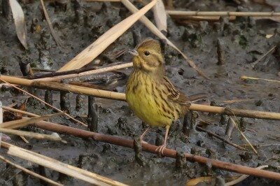2025年12月19日の野鳥公園 : 東京港野鳥公園 レンジャーブログ