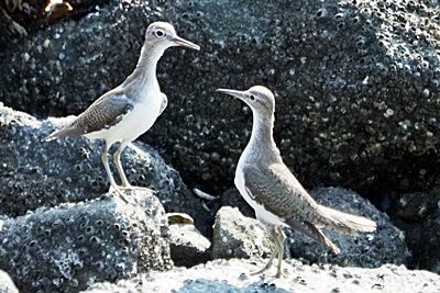 2025年8月20日の野鳥公園 : 東京港野鳥公園 レンジャーブログ