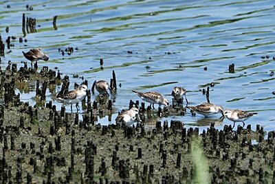2024年9月12日の野鳥公園 : 東京港野鳥公園 レンジャーブログ