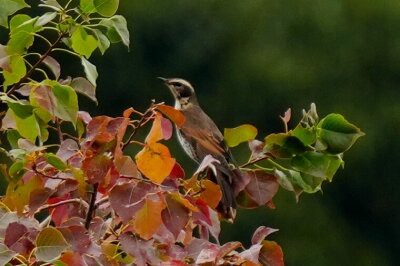 11月の野鳥予報 : 東京港野鳥公園 レンジャーブログ