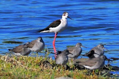 2026年5月1日の野鳥公園 : 東京港野鳥公園 レンジャーブログ