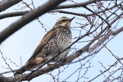 2025年12月19日の野鳥公園 : 東京港野鳥公園 レンジャーブログ