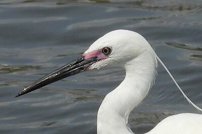 2026年4月17日の野鳥公園 : 東京港野鳥公園 レンジャーブログ