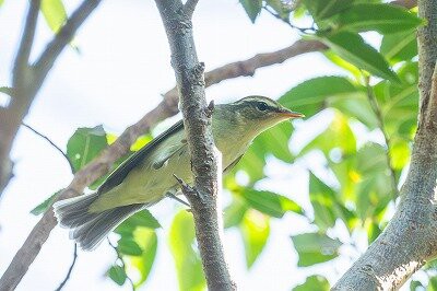 2025年9月24日の野鳥公園 : 東京港野鳥公園 レンジャーブログ
