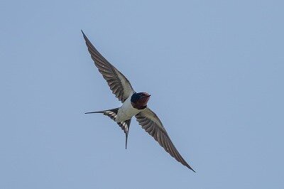 2026年4月16日の野鳥公園 : 東京港野鳥公園 レンジャーブログ