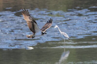 2026年3月1日の野鳥公園 : 東京港野鳥公園 レンジャーブログ