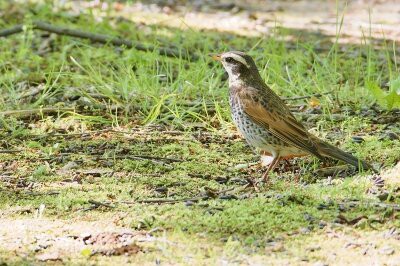 2026年4月16日の野鳥公園 : 東京港野鳥公園 レンジャーブログ