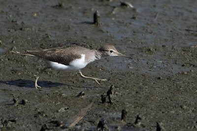 2025年10月17日の野鳥公園 : 東京港野鳥公園 レンジャーブログ