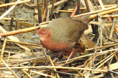 2026年3月10日の野鳥公園 : 東京港野鳥公園 レンジャーブログ