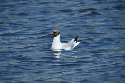 2025年8月8日の野鳥公園 : 東京港野鳥公園 レンジャーブログ