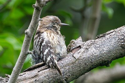 2025年6月14日の野鳥公園 : 東京港野鳥公園 レンジャーブログ