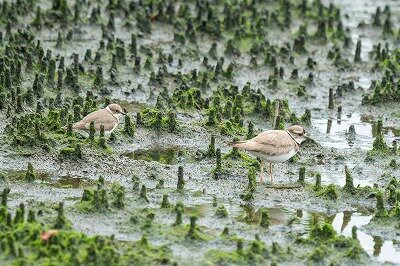 2026年7月7日の野鳥公園 : 東京港野鳥公園 レンジャーブログ