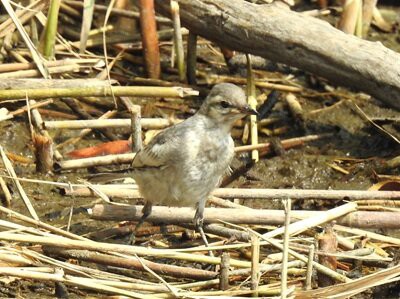 下野乃国 はぐれ鳥 様 2025年7月6日の野鳥公園 : 東京港野鳥公園 レンジャーブログ