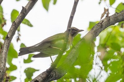 2025年10月17日の野鳥公園 : 東京港野鳥公園 レンジャーブログ
