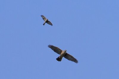 2025年10月12日の野鳥公園 : 東京港野鳥公園 レンジャーブログ