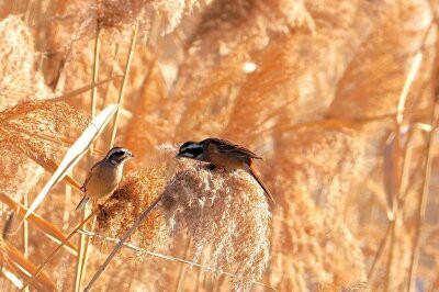 2026年1月10日の野鳥公園 : 東京港野鳥公園 レンジャーブログ