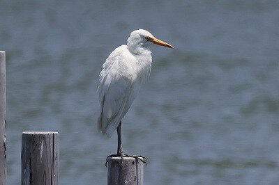 2025年6月18日の野鳥公園 : 東京港野鳥公園 レンジャーブログ
