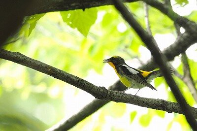 2025年5月14日の野鳥公園 : 東京港野鳥公園 レンジャーブログ