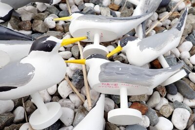 コアジサシのデコイを設置しました : 東京港野鳥公園 レンジャーブログ