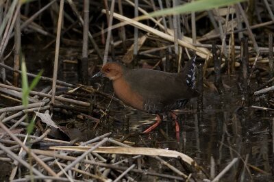 2025年12月2日の野鳥公園 : 東京港野鳥公園 レンジャーブログ