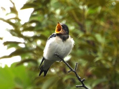 2026年5月31日の野鳥公園 : 東京港野鳥公園 レンジャーブログ