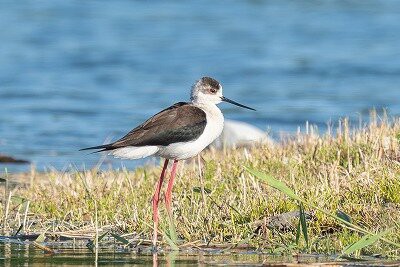 2026年5月1日の野鳥公園 : 東京港野鳥公園 レンジャーブログ