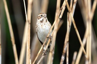 2025年4月13日の野鳥公園 : 東京港野鳥公園 レンジャーブログ