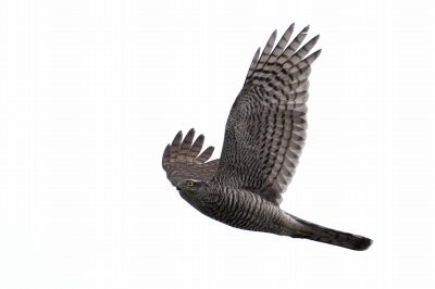 2026年1月21日の野鳥公園 : 東京港野鳥公園 レンジャーブログ