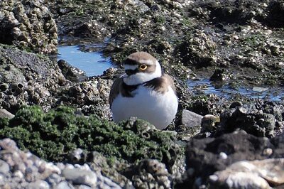 2026年3月8日の野鳥公園 : 東京港野鳥公園 レンジャーブログ