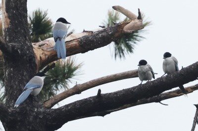 2026年4月4日の野鳥公園 : 東京港野鳥公園 レンジャーブログ