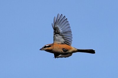 2025年10月12日の野鳥公園 : 東京港野鳥公園 レンジャーブログ
