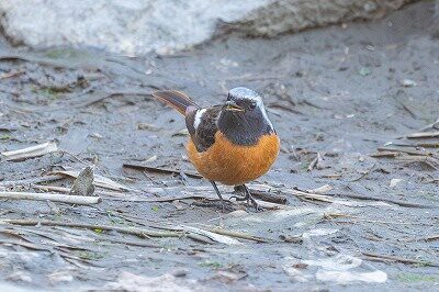 2026年3月8日の野鳥公園 : 東京港野鳥公園 レンジャーブログ