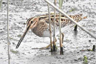 2025年4月22日の野鳥公園 : 東京港野鳥公園 レンジャーブログ
