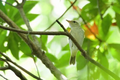 2026年8月25日の野鳥公園 : 東京港野鳥公園 レンジャーブログ