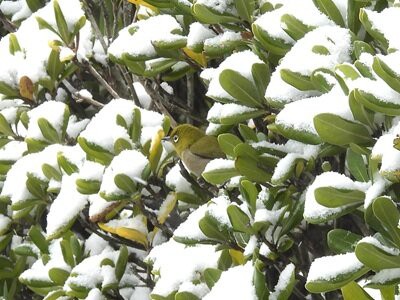 2026年2月8日の野鳥公園 : 東京港野鳥公園 レンジャーブログ