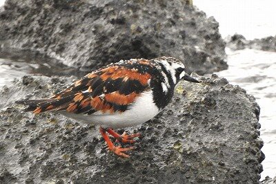 2026年5月1日の野鳥公園 : 東京港野鳥公園 レンジャーブログ