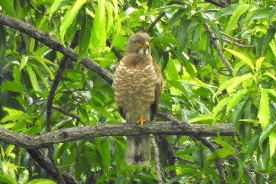 2026年6月9日の野鳥公園 : 東京港野鳥公園 レンジャーブログ