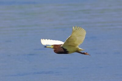 カカシのくせに鳥贔屓だ。様❗️ 専用‼️ ヤツガシラ、ソリハシセイタカシギほか(動画あり)（2026年3月22日
